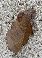 Phyllodesma occidentis