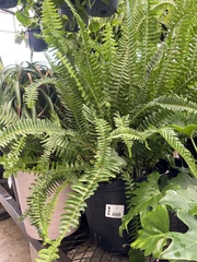 Nephrolepis obliterata