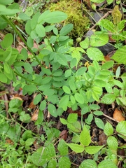 Indigofera tinctoria
