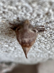 Phyllodesma occidentis