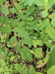 Indigofera tinctoria