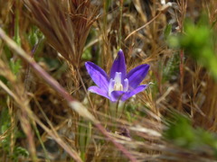 Brodiaea terrestris