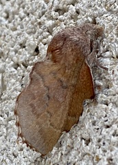 Phyllodesma occidentis