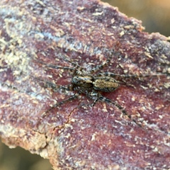 Artoriinae