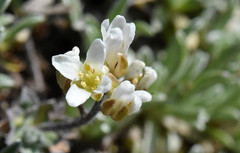 Cusickiella douglasii