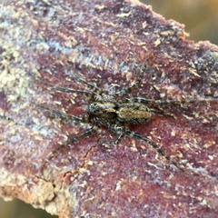 Artoriinae