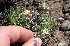 Cusickiella douglasii