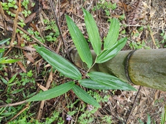 Polygonatum filipes