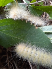 Spilosoma