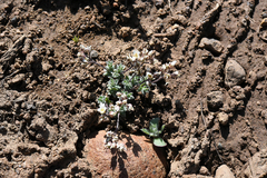 Cusickiella douglasii