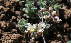 Cusickiella douglasii