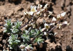 Cusickiella douglasii