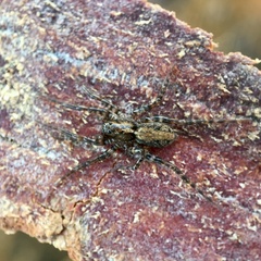 Artoriinae
