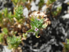 Epilobium campestre