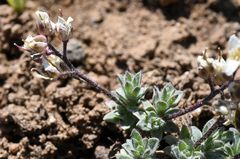 Cusickiella douglasii