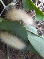 Spilosoma