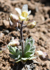 Cusickiella douglasii