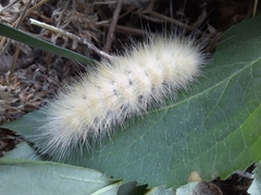 Spilosoma