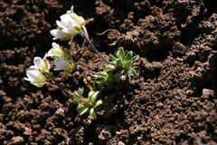 Cusickiella douglasii