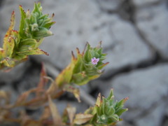 Epilobium campestre
