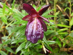 Cavendishia angustifolia