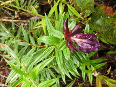 Cavendishia angustifolia