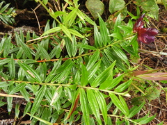 Cavendishia angustifolia