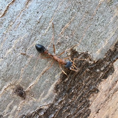 Myrmecia desertorum