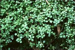 Callitriche muelleri