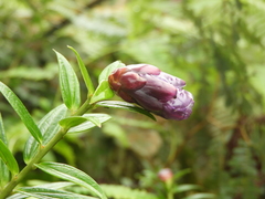 Cavendishia angustifolia