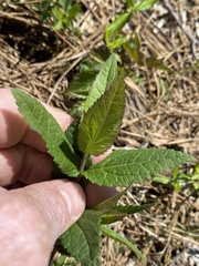 Eupatorium godfreyanum