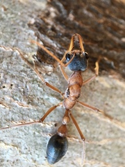 Myrmecia desertorum