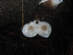 Mycena margarita