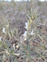 Astragalus remotus