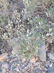 Astragalus remotus