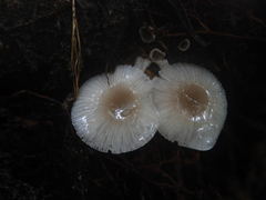 Mycena margarita