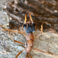 Myrmecia desertorum