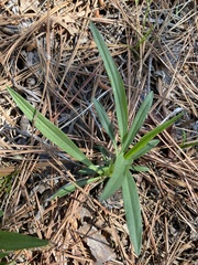 Marshallia legrandii