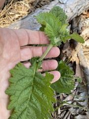 Parthenium auriculatum