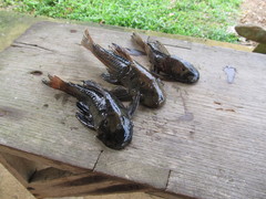 Chaetostoma