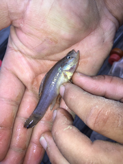 Aphredoderus sayanus