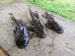 Chaetostoma