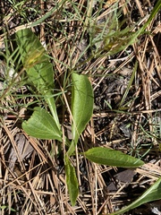 Echinacea laevigata
