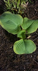 Hosta