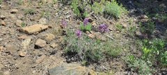 Lupinus excubitus austromontanus