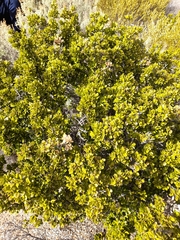 Alyxia buxifolia