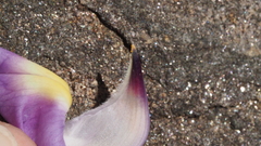 Lupinus excubitus austromontanus