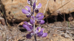 Lupinus excubitus austromontanus