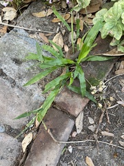 Paspalum langei
