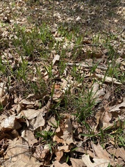 Marshallia legrandii